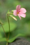 Woodland Phlox blossom