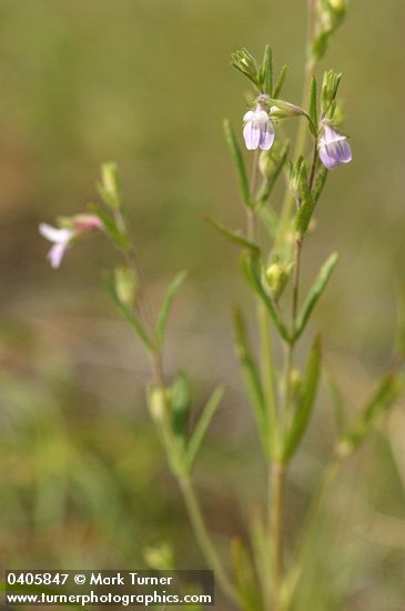 Spinster's Blue-eyed Mary