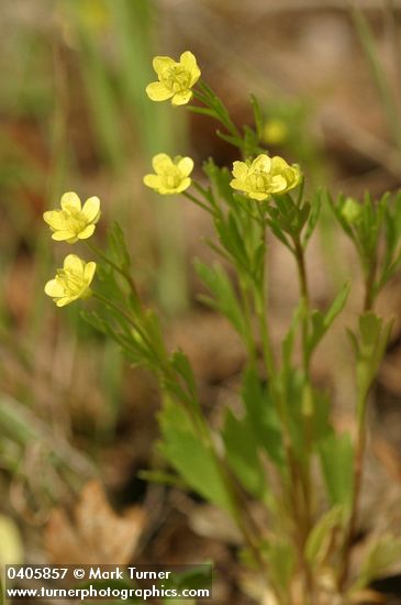 Corn Buttercups