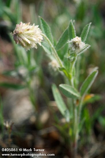 Woolly-headed Clover blossom & foliage