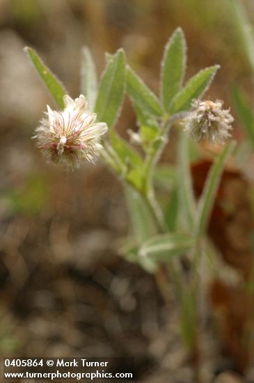 Woolly-headed Clover blossom & foliage