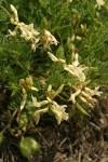 Rogue River Milkvetch