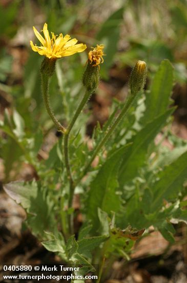 Western Hawksbeard