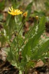 Western Hawksbeard