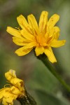 Western Hawksbeard blossom detail