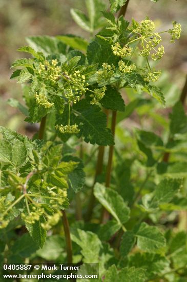 Celery-leaved Lovage blossoms & foliage