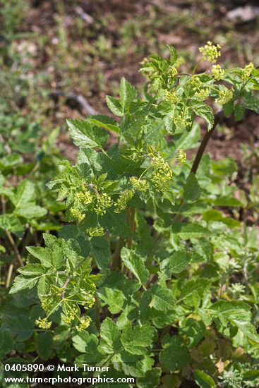 Celery-leaved Lovage