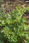 Celery-leaved Lovage