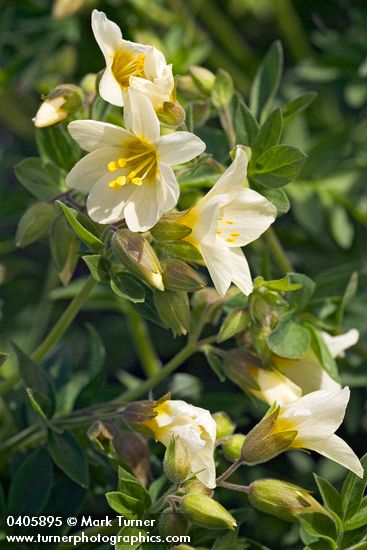 Salmon Polemonium blossoms & foliage detail