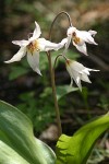 Klamath & Henderson's Fawn Lily Hybrid