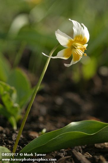 Klamath Fawn Lily