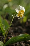 Klamath Fawn Lily