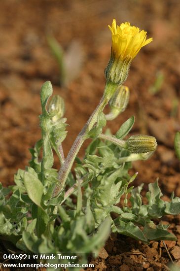 Baker's Hawksbeard