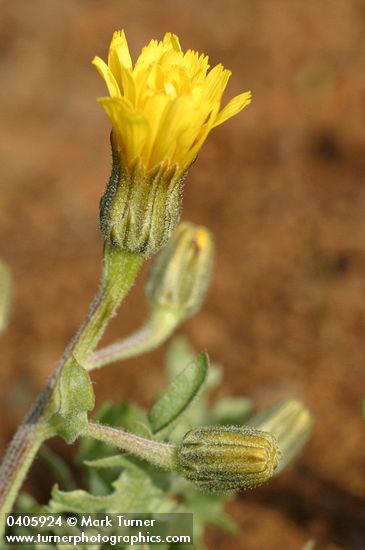 Baker's Hawksbeard