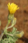 Baker's Hawksbeard