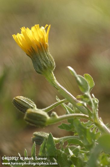 Baker's Hawksbeard