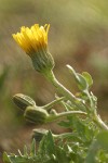 Baker's Hawksbeard