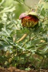 Western Peony
