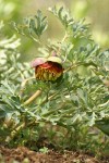 Western Peony
