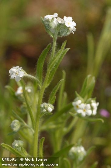 Torrey's Cryptantha