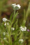 Torrey's Cryptantha