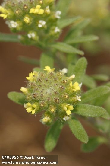 Small Alyssum blossoms detail
