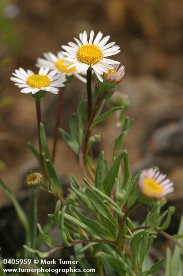 Eaton's Daisy
