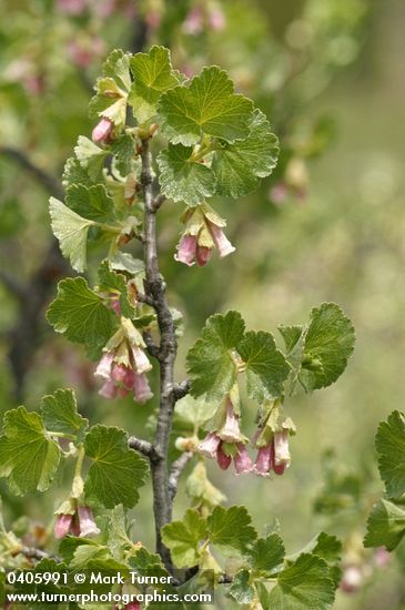 Wax Currant blossoms & foliage detail