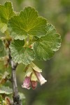 Wax Currant blossoms & foliage detail