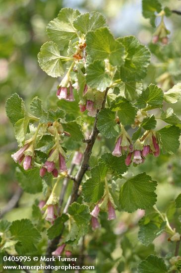 Wax Currant blossoms & foliage detail