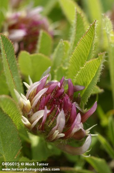 Long-Stalked Clover blossoms & foliage detail