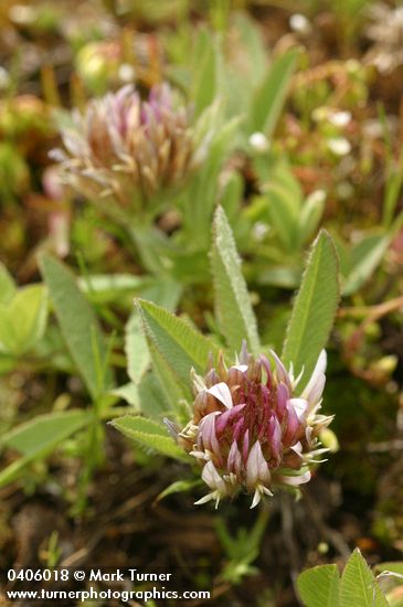 Long-Stalked Clover blossoms & foliage detail