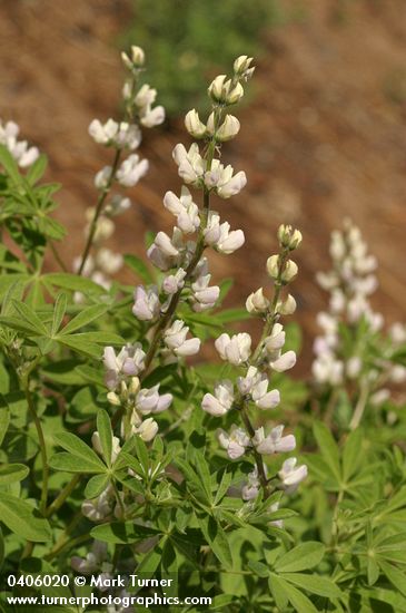 Tracy's Lupine (white form)
