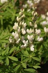 Tracy's Lupine (white form) blossoms & foliage