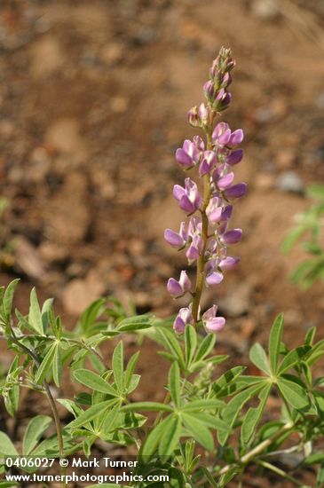 Tracy's Lupine (blue form)