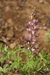 Tracy's Lupine (blue form)