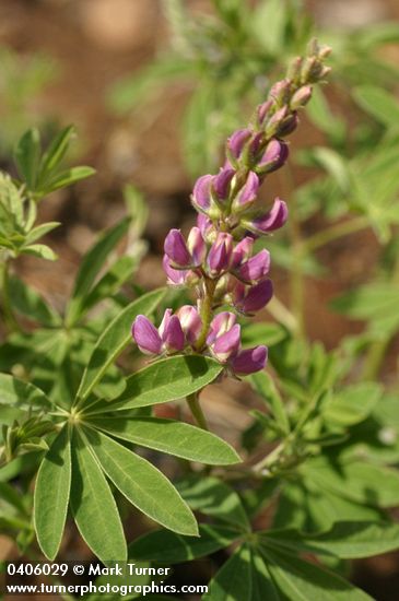Tracy's Lupine (blue form) blossoms & foliage