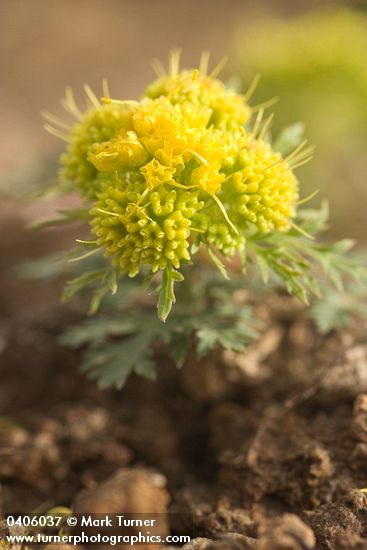 Purple Sanicle blossoms & foliage low-angle view