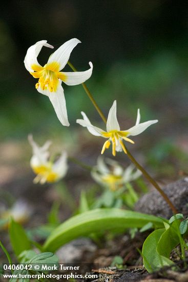 Klamath Fawn Lily