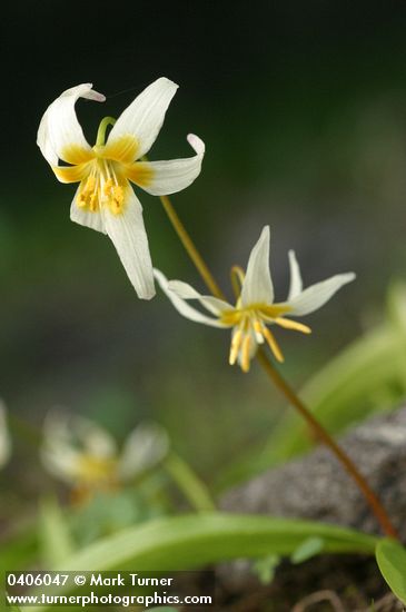 Klamath Fawn Lily