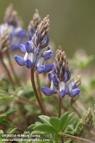 Donner Lake Lupine blossoms & foliage