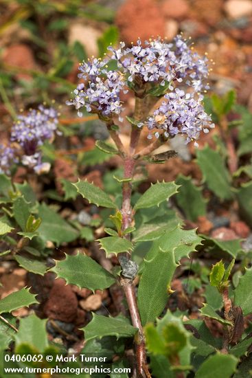 Squawcarpet blossoms & foliage detail