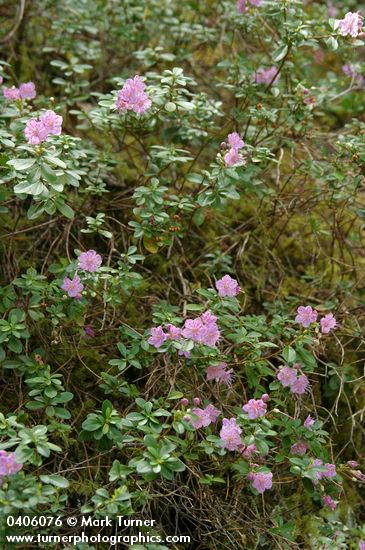 North Umpqua Kalmiopsis
