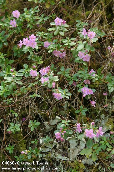 North Umpqua Kalmiopsis