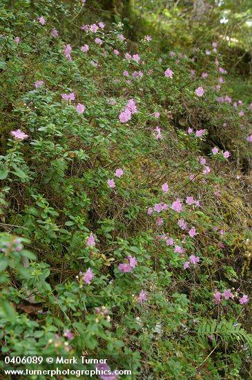 North Umpqua Kalmiopsis