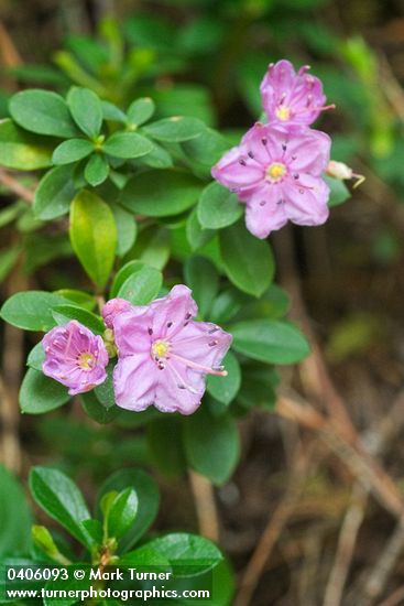 North Umpqua Kalmiopsis blossoms & foliage detail