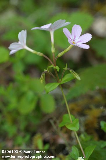 Woodland Phlox