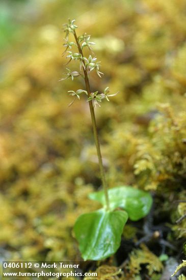 Heartleaf Twayblade