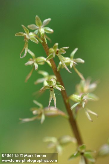 Heartleaf Twayblade blossoms detail