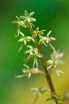 Heartleaf Twayblade blossoms detail